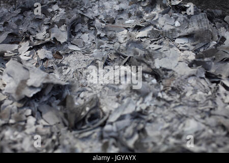 Ein Haufen Asche bleiben nach dem Brennen finanziellen Papiere. Stockfoto