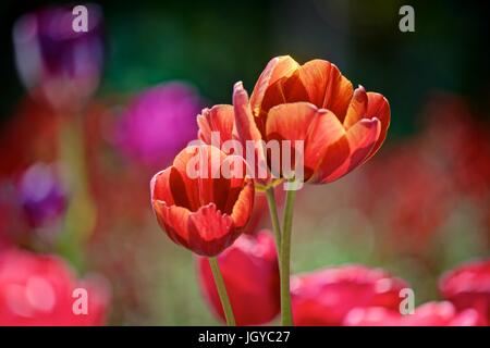 Drei schöne rote Tulpen erschossen von einem niedrigen Standpunkt ihnen zu zeigen, aus dem Boden schießen und platzen in den Rahmen, durch eine cremige lebendige Bokeh isoliert geöffnet. Stockfoto