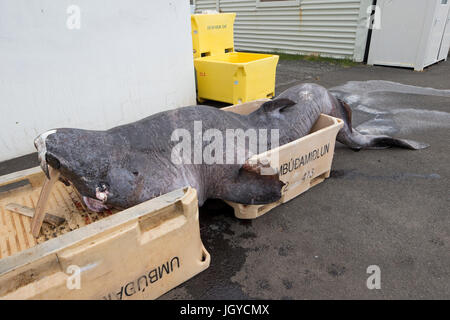 Grönlandhai (Somniosus Microcephalus) Stockfoto