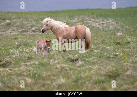 Isländische Pferd (Equus Ferus Caballus) Stockfoto
