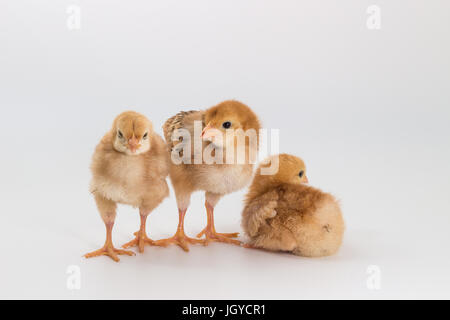 Huhn, Rhode Island Red Chick auf weißem Hintergrund Stockfoto