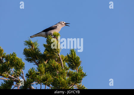 Ein Clark Nussknacker thront in einer Weißstämmige Kiefer in Crater Lake Nationalpark, Oregon, USA. Stockfoto