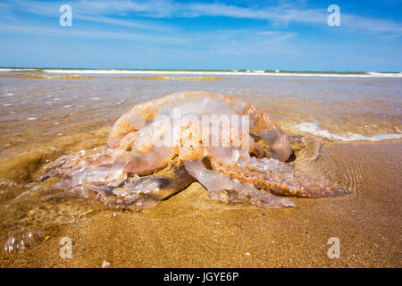 Eine große Quallen angespült Newgale Sands in Pembrokeshire, Wales, Vereinigtes Königreich. Stockfoto