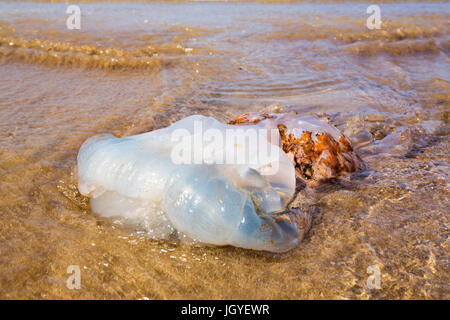 Eine große Quallen angespült Newgale Sands in Pembrokeshire, Wales, Vereinigtes Königreich. Stockfoto