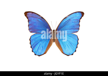 Morpho Didius ist eine neotropische Schmetterling gehört zu der Unterfamilie Morphinae Familie Nymphalidae. Aus Peru. Stockfoto