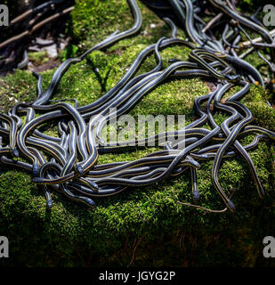 Rot-seitig Strumpfbandnattern aus überwinternden Höhle, Narcisse, Manitoba, Kanada. Stockfoto