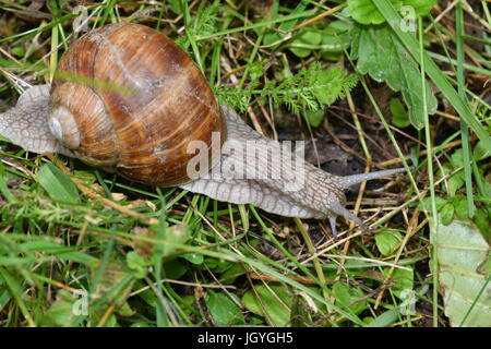 Makro von Schnecken gehen auf das Gras Stockfotografie - Alamy