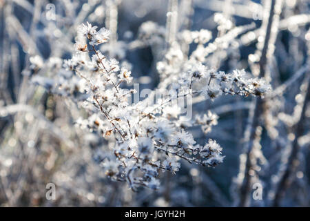 Gefrorene Disteln Winterbild Stockfoto