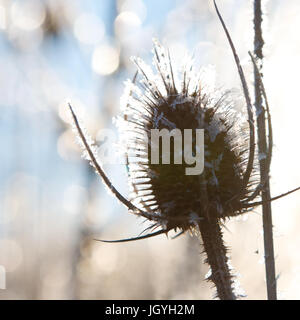 Gefrorene Disteln Winterbild Stockfoto