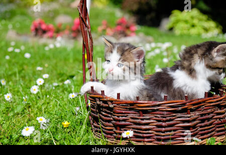 Junge Katzen spielen in Weidenkorb im Garten auf sonnigen Tag Stockfoto