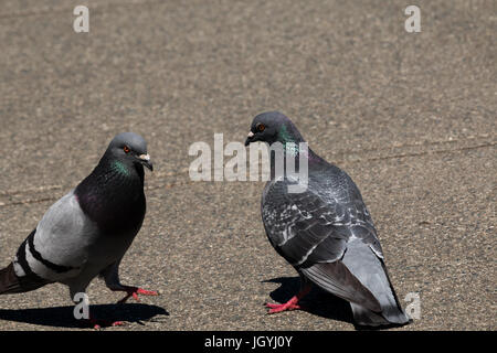 Ein paar Felsen Tauben oder verwilderte Tauben (Columba livia) auf einem Bürgersteig. Stockfoto