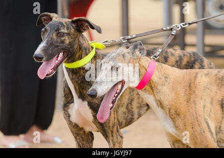 Porträt von zwei schönen greygounds Stockfoto