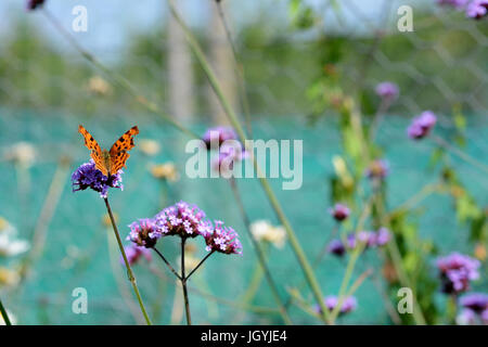 Komma-Schmetterling mit orange und braune Flügel sitzt auf Eisenkraut Blumen - selektiven Fokus und Textfreiraum Stockfoto