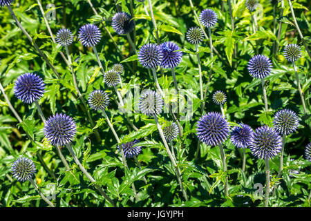 Blumenbeet von großen Kugeldisteln Echinops sphaerocephalus in East Lothian Schottland, Großbritannien Stockfoto