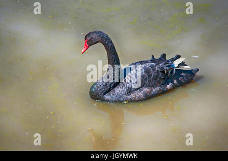 ein schöner schwarzer Schwan auf dem See schwimmende Stockfoto