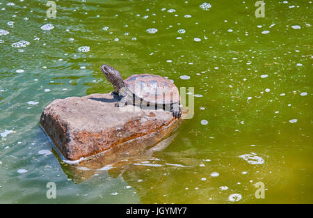 Schildkröte Rest auf Felsen bei Sonne am Teich Stockfoto