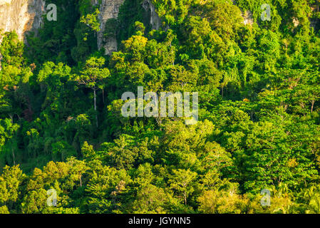 Grünen dichter Wald wächst auf einer Klippe Stockfoto