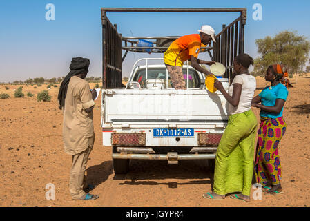 Milch-Kollektion von La Laiterie du Berger Molkereiunternehmen. Senegal. Stockfoto