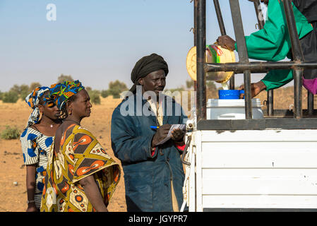 Milch-Kollektion von La Laiterie du Berger Molkereiunternehmen. Senegal. Stockfoto