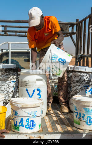 Milch-Kollektion von La Laiterie du Berger Molkereiunternehmen. Senegal. Stockfoto