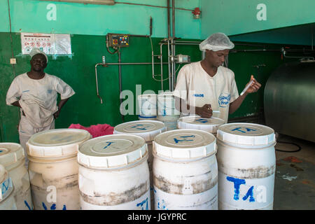 Die frische Milch in Peul Dörfer gesammelt wird in die Käserei gebracht. Firma La Laiterie du Berger. Senegal. Stockfoto