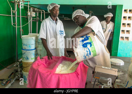 Die frische Milch in Peul Dörfer gesammelt wird in die Käserei gebracht. Firma La Laiterie du Berger. Senegal. Stockfoto