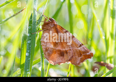 Frühe Thorn (Selenia Dentaria) Erwachsenen Falter ruhen unter den Gräsern. Powys, Wales. April. Stockfoto