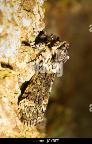 Matt Green (Polyploca ridens) Erwachsenen Falter ruht auf der Rinde einer Eiche. Powys, Wales. April. Stockfoto