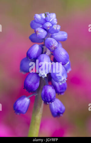 Grape Hyacinth (Muscari Armeniacum) in einem Garten blühen. Powys, Wales. April. Stockfoto