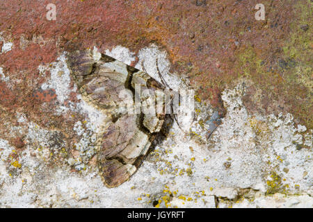Die Streamer (Irrfahrten Derivata) Erwachsenen Falter ruht auf einer alten Mauer. Powys, Wales. April. Stockfoto