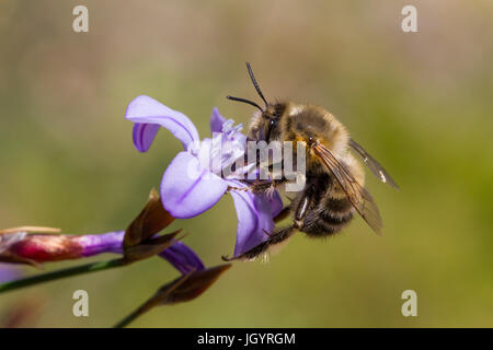 Biene (Anthophora SP.) Männchen ernähren sich von einer Aphyllanthes Monspeliensis Blume. Chaîne des Alpilles, Bouches-du-Rhône, Frankreich. April. Stockfoto