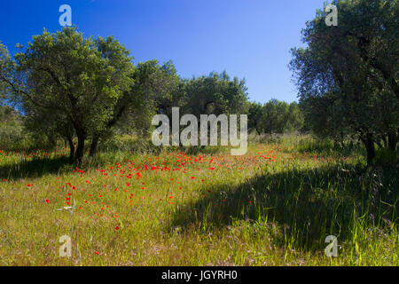 Klatschmohn (Papaver Rhoeas) blüht in einem Olivenhain. In der Nähe von Mouries, Bouches-du-Rhône, Frankreich. April. Stockfoto