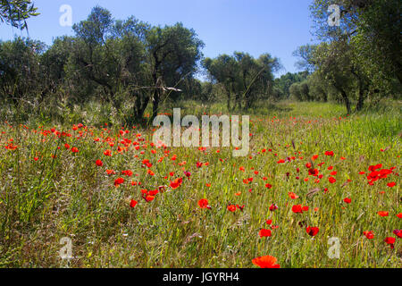 Klatschmohn (Papaver Rhoeas) blüht in einem Olivenhain. In der Nähe von Mouries, Bouches-du-Rhône, Frankreich. April. Stockfoto