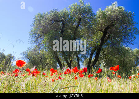 Klatschmohn (Papaver Rhoeas) blüht in einem Olivenhain. In der Nähe von Mouries, Bouches-du-Rhône, Frankreich. April. Stockfoto