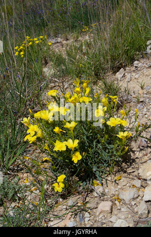 Linum Campanulatum Blüte in offenen Garrige Lebensraum. Chaîne des Alpilles, Bouches-du-Rhône, Frankreich. April. Stockfoto