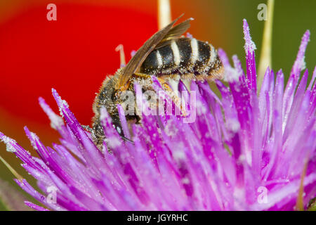 Biene, Halictus-Arten, erwachsenes Weibchen ernähren sich von Mariendistel (Silybum Marianum) Blume. Chaîne des Alpilles, Bouches-du-Rhône, Frankreich. April. Stockfoto