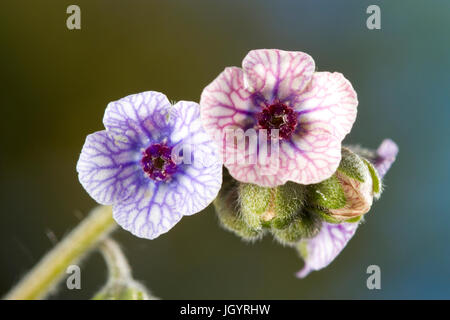 Blaue Hound's-tongue (Cynoglossum Creticum) Blüte. Chaîne des Alpilles, Bouches-du-Rhône, Frankreich. Mai. Stockfoto