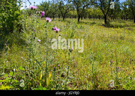 Lila Milk Thistle (Galactites Tomentosa) im Obstgarten Mandelbäume blühen. In der Nähe von Mouries, Bouches-du-Rhône, Frankreich. Mai. Stockfoto