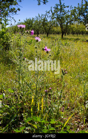 Lila Milk Thistle (Galactites Tomentosa) im Obstgarten Mandelbäume blühen. In der Nähe von Mouries, Bouches-du-Rhône, Frankreich. Mai. Stockfoto