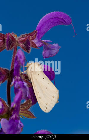 Weiße Hermelin Motte (Spilosoma Lubricipeda) ruht auf Wiese Salbei (Salvia Pratensis).  Chaîne des Alpilles, Bouches-du-Rhône, Frankreich. April. Stockfoto