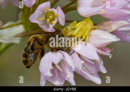 Krabben Sie-Spinne Fütterung auf eine Honigbiene (Apis Mellifera) unter rosa Knoblauch (Allium Roseum) Blumen. Chaîne des Alpilles, Bouches-du-Rhône, Frankreich. Mai. Stockfoto