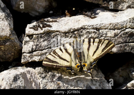 Knappen Schwalbenschwanz (Iphiclides Podalirius) Erwachsenen Schmetterling auf einer Trockensteinmauer. Auf dem Causse de Gramat, Lot Region, Frankreich. Mai. Stockfoto