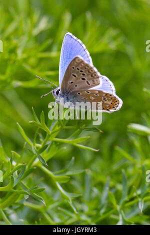 Adonis blue (Polyommatus Bellargus) Schmetterling Männchen. Auf dem Causse de Gramat, Lot Region, Frankreich. Mai. Stockfoto