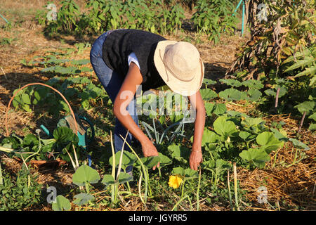 Frau arbeitet in ihrem Gemüsegarten. Frankreich. Stockfoto