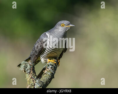 Kuckuck (Cuculus canorus) Thursley gemeinsame Surrey England Großbritannien Stockfoto