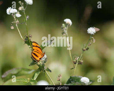 Schmetterling, Pantanal, Mato Grosso do Sul, Brasilien Stockfoto
