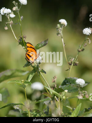 Schmetterling, Pantanal, Mato Grosso do Sul, Brasilien Stockfoto