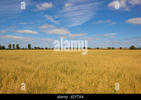 eine goldene Hafer Ernte mit Wald und Hecken unter einem blauen Sommerhimmel mit weißen Wolkenfetzen in yorkshire Stockfoto