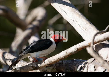 Vögel, Kardinal-Mitleid-Sumpfland, Pantanal, Mato Grosso do Sul, Brasilien Stockfoto