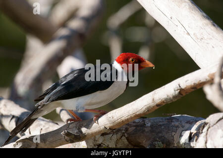 Vögel, Kardinal-Mitleid-Sumpfland, Pantanal, Mato Grosso do Sul, Brasilien Stockfoto